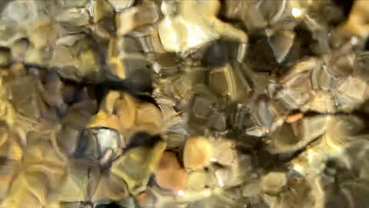 Stetson, Fox & Dunn - Nethering